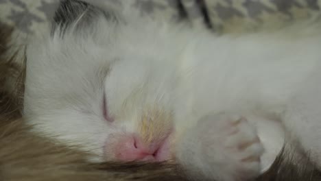 peaceful love trust warm sleeping kitty