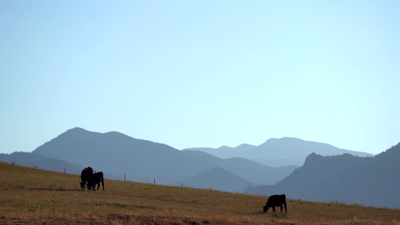 Mucche Angus al pascolo in un campo aperto sullo sfondo delle Montagne Rocciose.