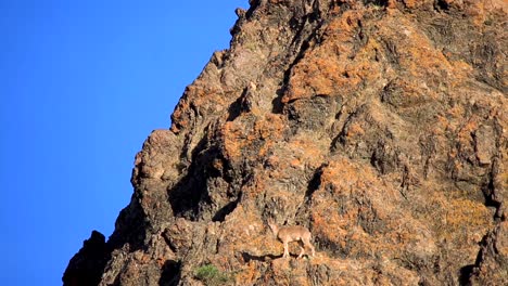 Rocky-Mountain-Goat-Climbing-On-The-Edge-Of-Steep-Mountain