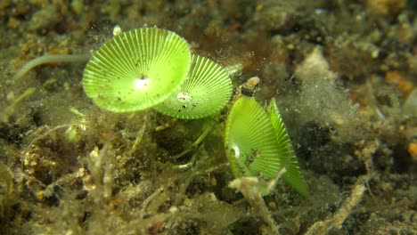 sea grass umbrellas growing on tropical coral reef in bright green