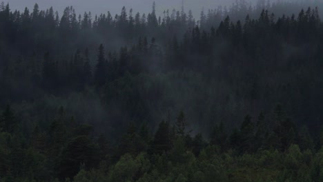 fine misty clouds on conifer tree forest during daylight