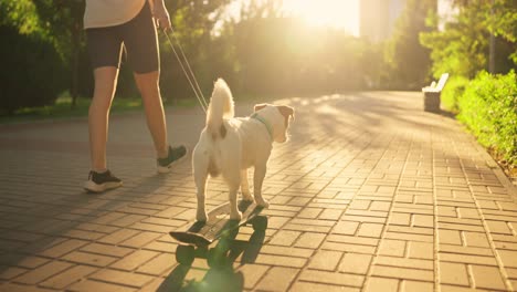 dog skateboarding in the park