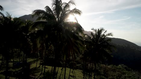 Volando-Más-Allá-De-Los-Cocoteros-Que-Revelan-La-Brillante-Luz-Del-Sol-Sobre-El-Paisaje-Volcánico