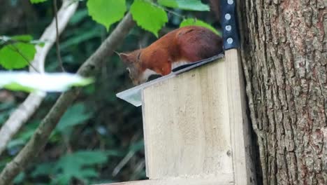 ardilla roja de cola espesa sentada en la caja de alimentación del bosque masticando nueces y semillas