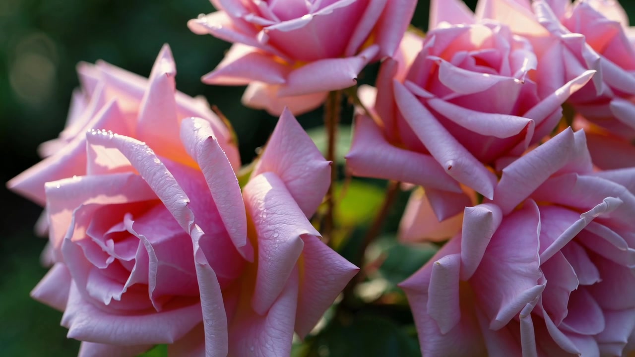 Primer plano de rosas rosadas floreciendo en un jardín