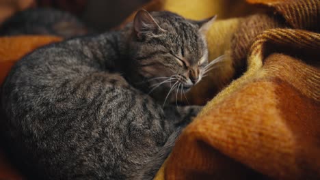 a gray cat lies on an orange blanket, sleeps and yawns. overview of a cute pet