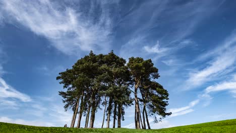 first day of spring in the uk and bright blue skies with white clouds blowing in the wind over a group of scots pine trees on the clent hills, worcestershire