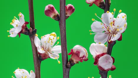 spring flowers. apricot flowers on apricots branch blossom on a green background.