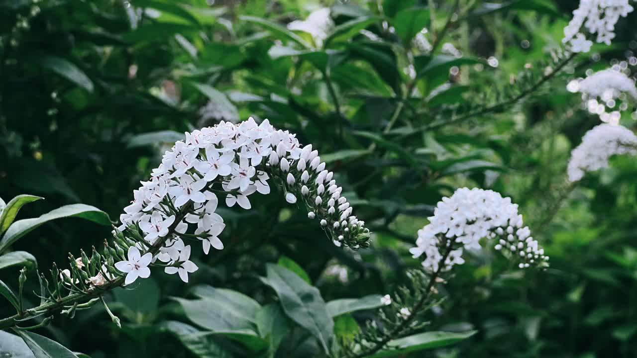 primer plano de hermosas flores blancas en un jardín