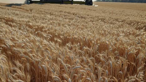 farmer using tablet in wheat field during harvest