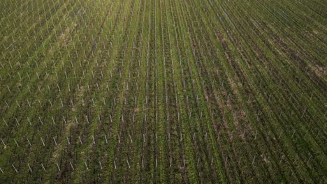 Vineyard-Rows-in-Bayon-sur-Gironde,-France.-aerial-fly-over