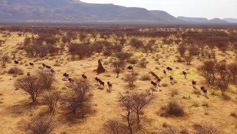 excellent drone aerial of black wildebeest running on the plains of africa namib desert namibia 8