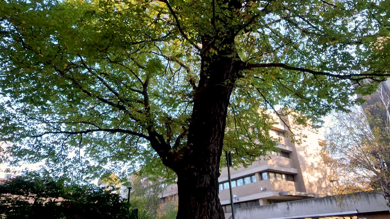 잎이 떨어지고 나무 에 자전거가