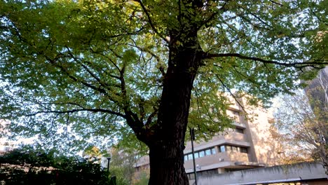 falling leaves and a bicycle under a tree