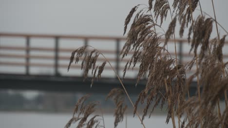 pedestrian bridge over the river on a cloudy day.