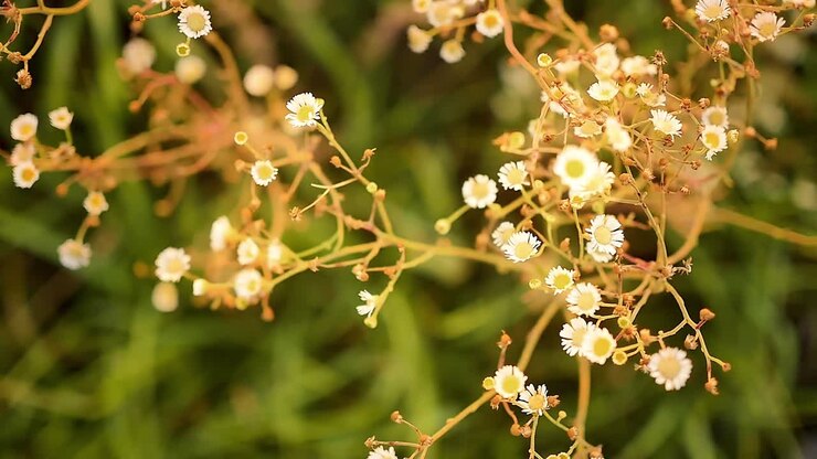 Movimento rallentato: primo piano macro di comuni fiori selvatici bianchi che iniziano ad appassire in un prato del Kansas
