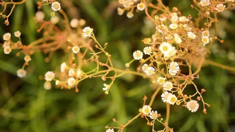 slow motion macro close-up of common white wildflowers starting to dry out in a kansas meadow