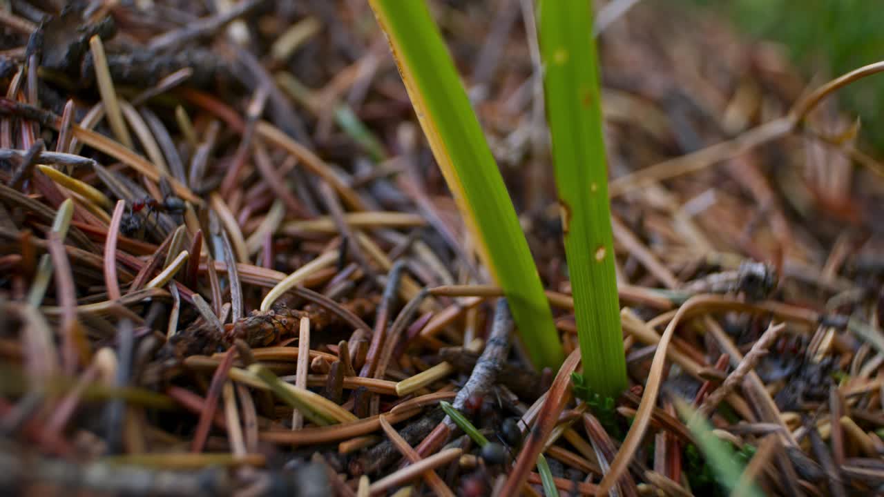개미 풀이 있는 개미집 쪽