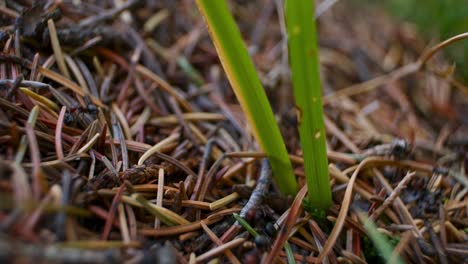 Anthill-side-with-ants-grass