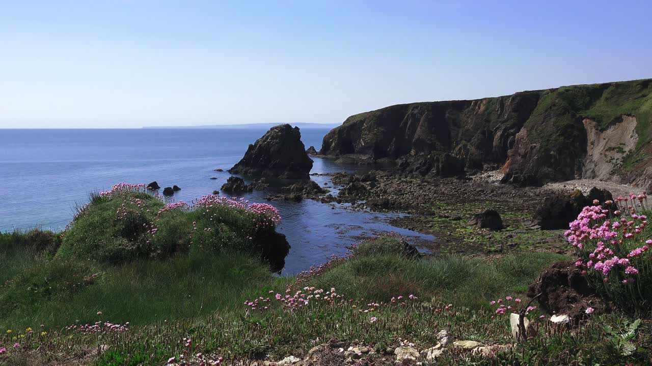 Nature sea pinks in summer above beach Copper Coast Waterford Ireland
