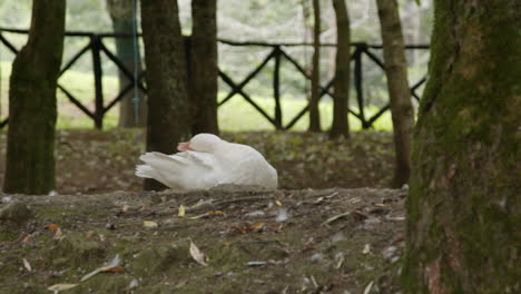 white duck preening in a park