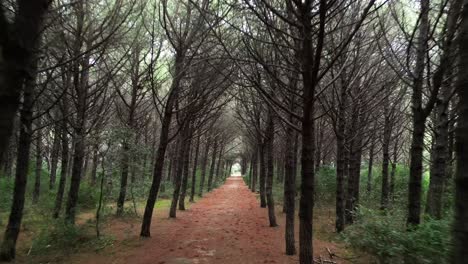 Bosque-De-Pinos-Junto-Al-Mar,-Toscana-Italia.