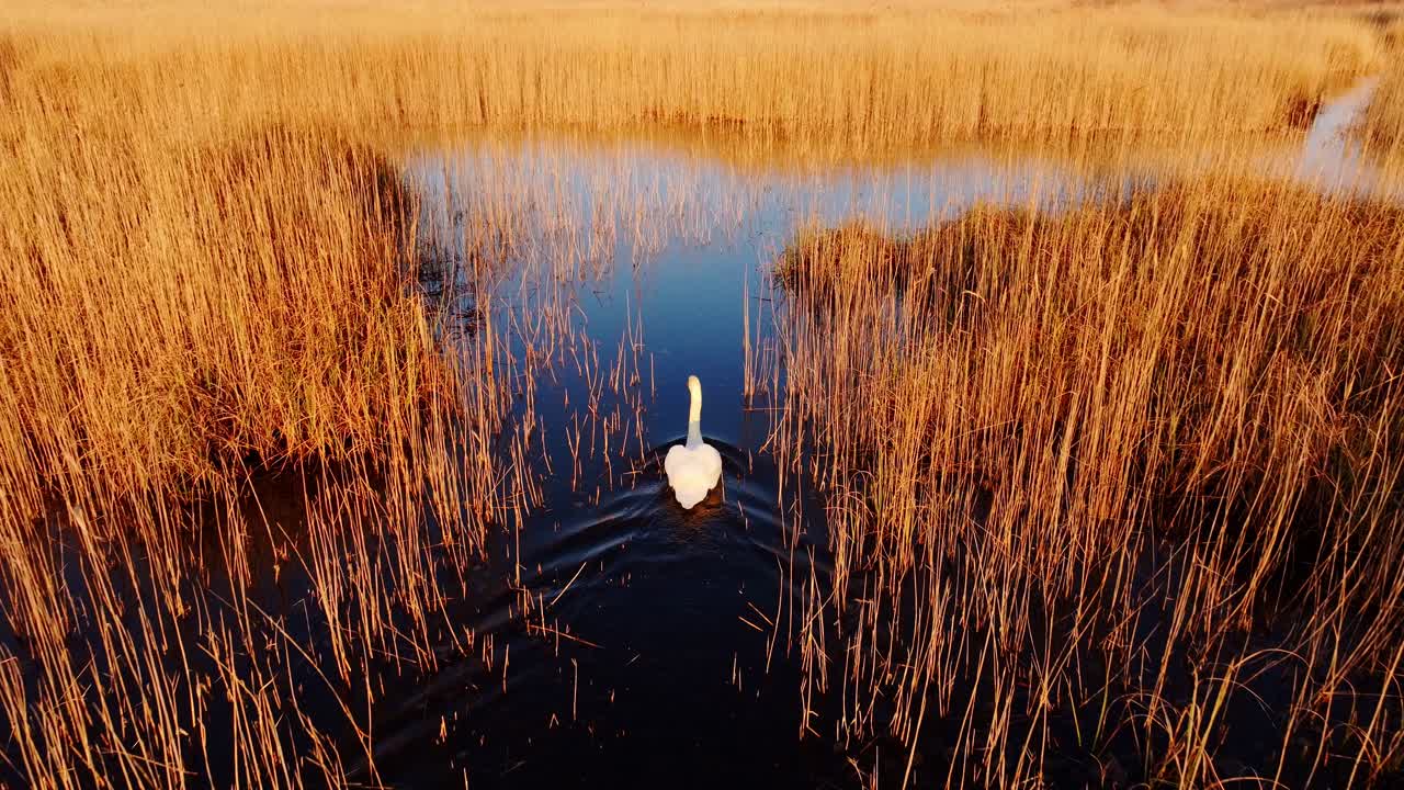 Drone follows white swan swimming through calm reed channel at sunrise