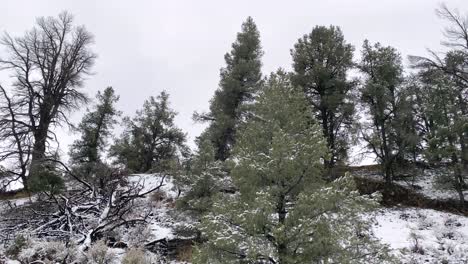 Snow-falling-on-mountainside-and-trees-in-winter,-camera-tilt-up