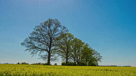 Rapsblumenfeld-Mit-Gelben-Blumen-Und-Riesigen-Bäumen-Im-Hintergrund