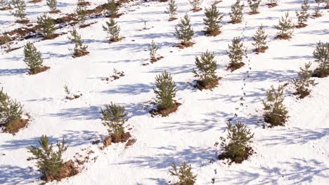 Tannenzapfen-Gärtnerei-Im-Winter