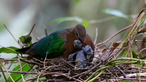 The-Common-Emerald-Dove-is-common-to-Asian-countries-and-it's-famous-for-its-beautiful-emerald-coloured-feathers