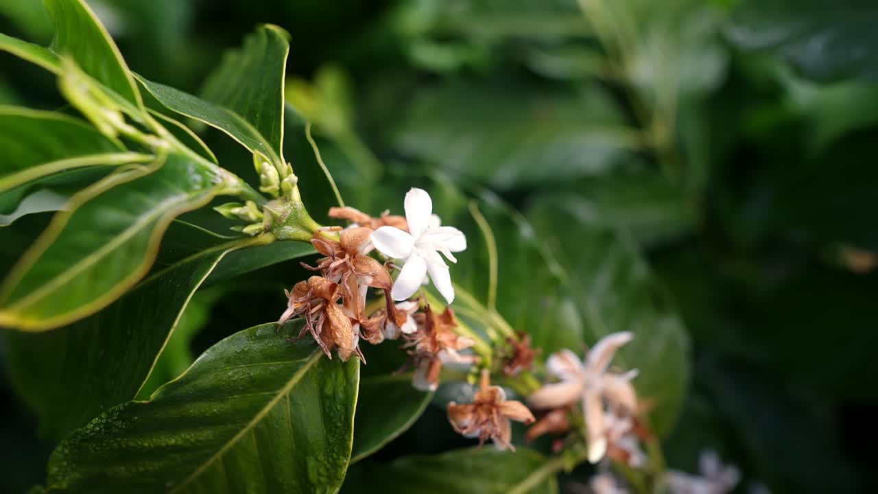 Close up view of a White wild coffee plant flower during daylight.