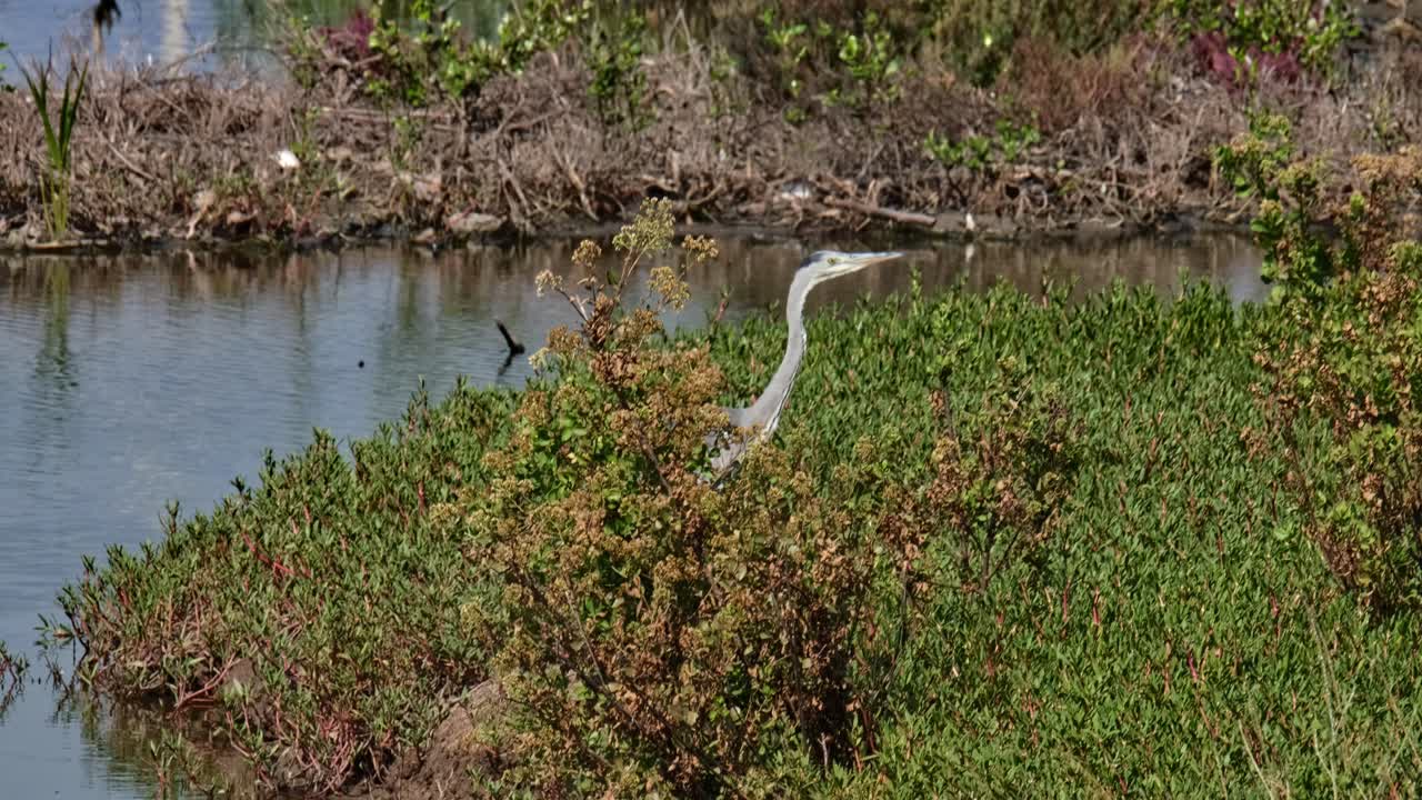 cabeza que sobresale de las plantas gruesas y luego se mueve hacia la derecha, garza gris ardea cinerea, tailandia