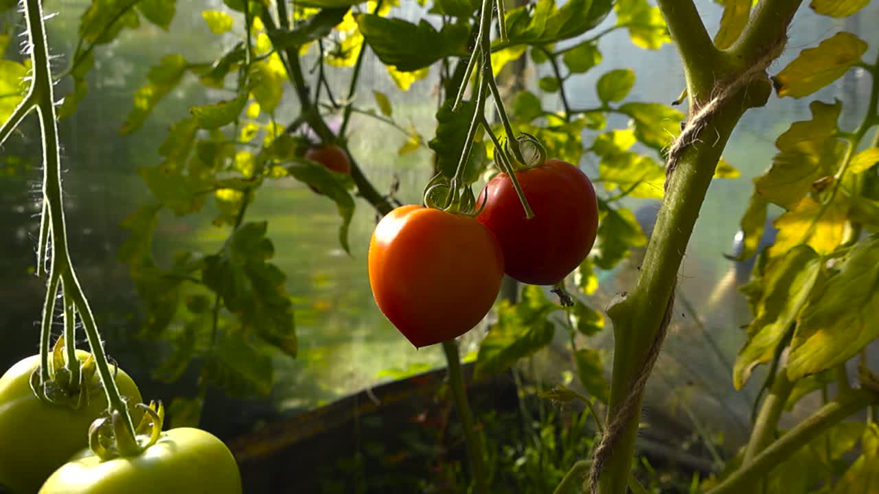Close up view of red colorful and ripe tomatoes hanging from a tomato plant in a sunny garden greenhouse during summer or autumn day. Shallow depth of field and bokeh blurry background, leaves visible