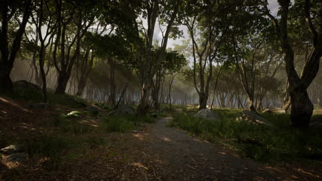 espeluznante magia mística profundo bosque