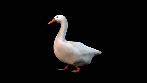 Eine-Weiße-Gans,-Die-Auf-Schwarzem-Hintergrund-Läuft,-3D-Animation,-Animierte-Tiere,-Nahtlose-Schleifenanimation