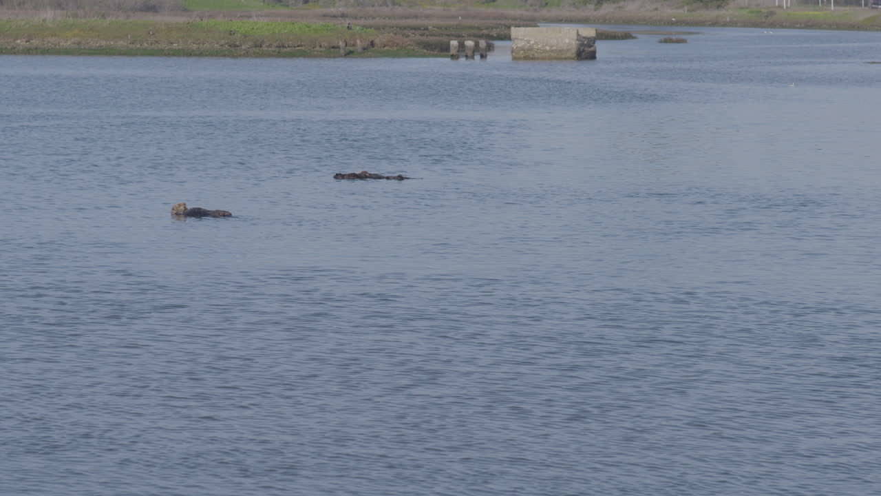 캘리포니아 이끼 상륙 항구에 떠 있는 수달의 슬로우 모션 샷