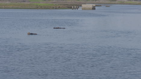 toma en cámara lenta de nutrias flotando en el puerto de aterrizaje de musgo de california