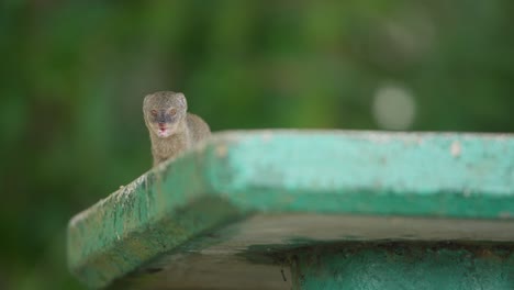 Furry-rodent-mongoose-chews-opening-mouth-as-it-stars-down-walking-on-concrete-platform