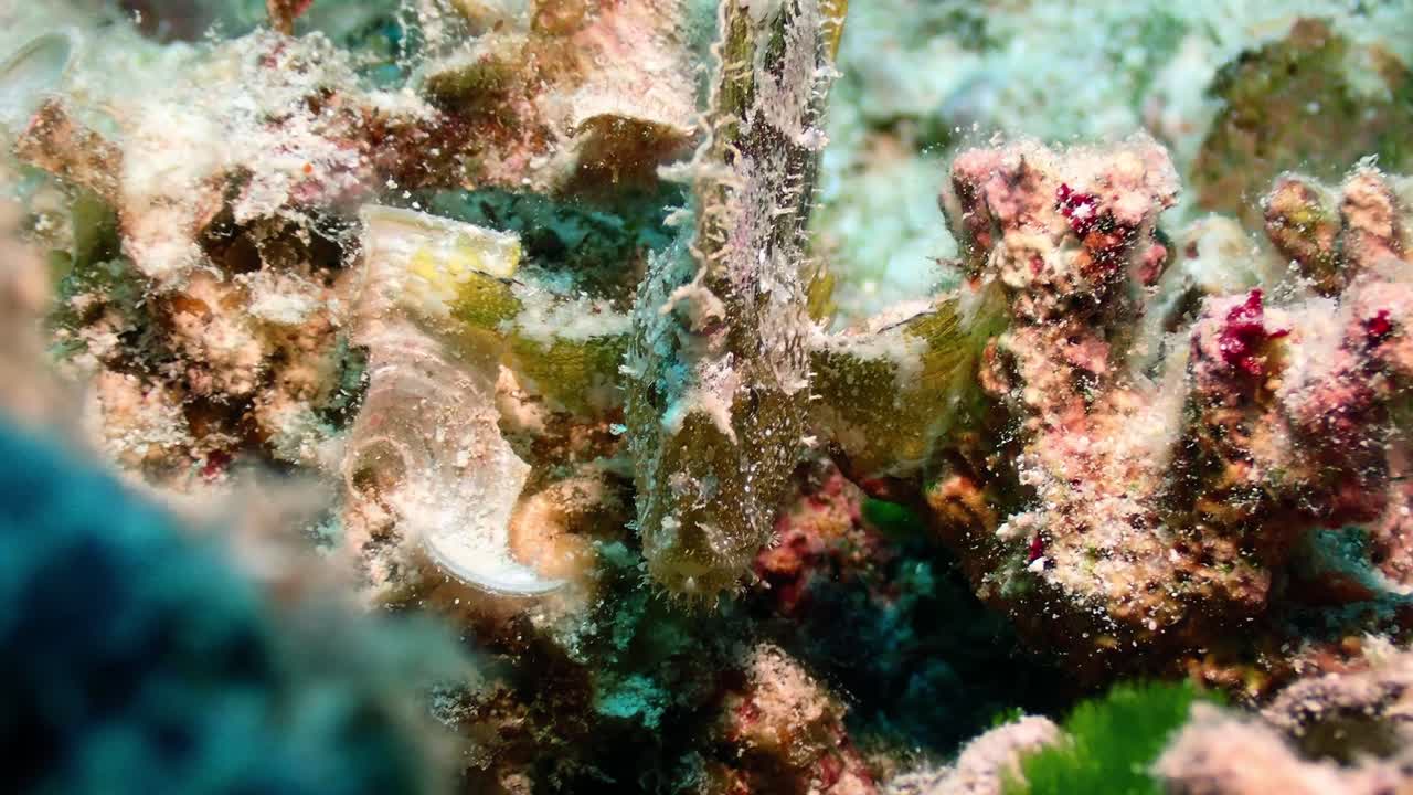 Macro underwater shot of a camouflaged leaf fish resting among coral and reef textures in Mauritius. Unique marine species blend perfectly into the tropical underwater environment