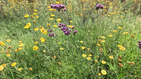 wildflowers swaying gently in the wind