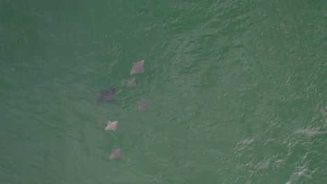 Group-Of-Eagle-Rays-Seen-Through-Clear-Sea-Waters-In-Gold-Coast,-Queensland