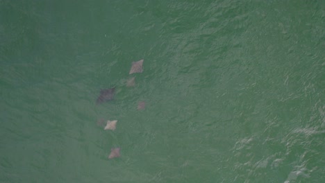 grupo de rayas águila vistas a través de aguas cristalinas en gold coast, queensland