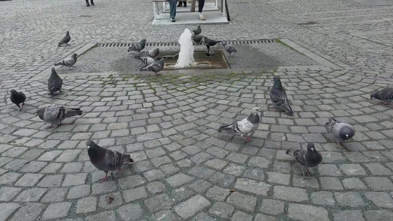 Grande plano capturando um bando de pombos se reunindo para beber e se refrescar em uma fonte de água de pedra localizada na área da praça do mercado de paralelepípedos de Brno.