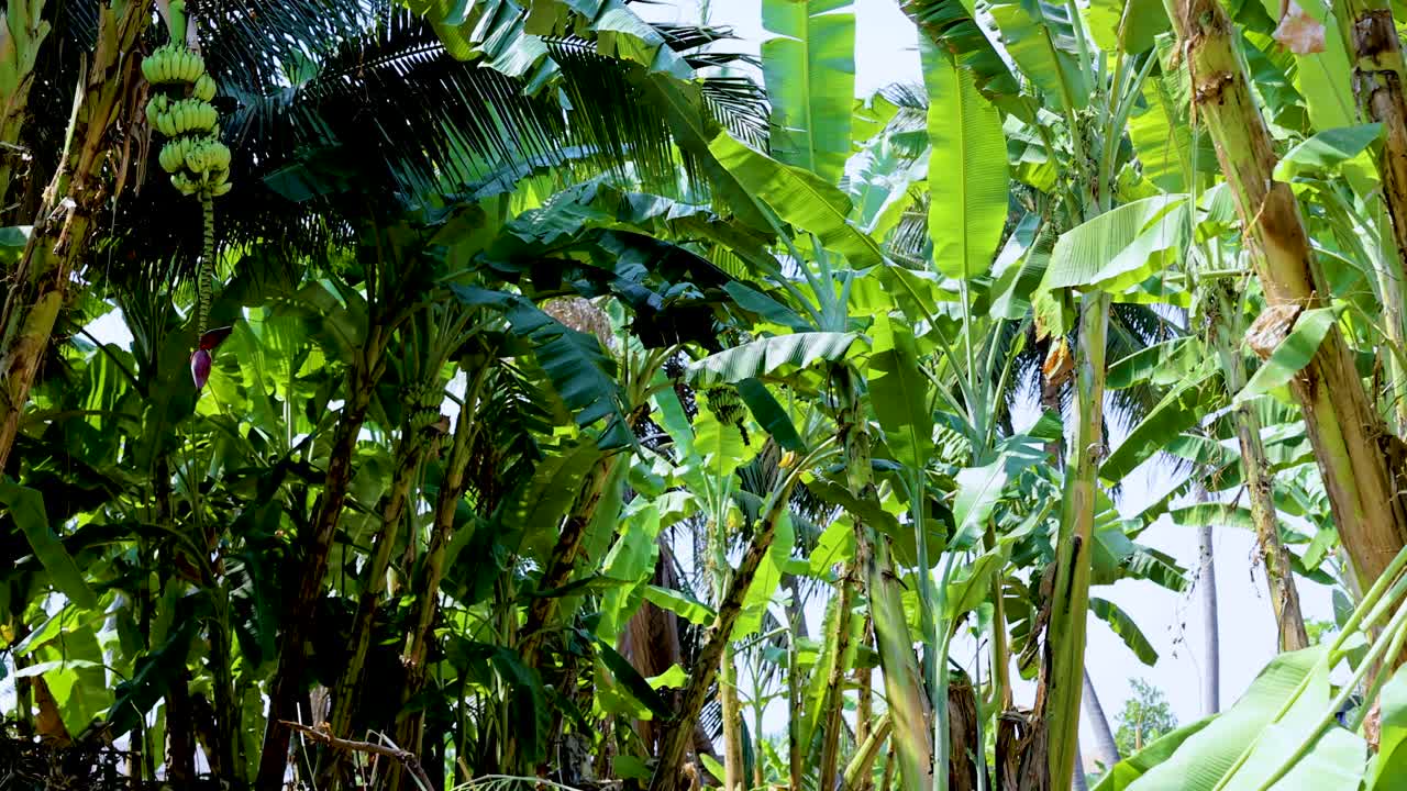 A serene view of a dense banana grove with vibrant green foliage, captured in natural daylight, showcasing tropical vegetation