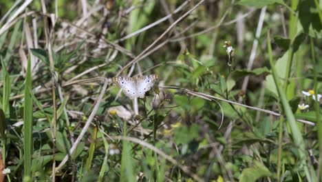 Mariposa-Sátiro-Vista-En-Una-Hoja-En-Loxahatchee-Nwa-En-Boynton-Beach