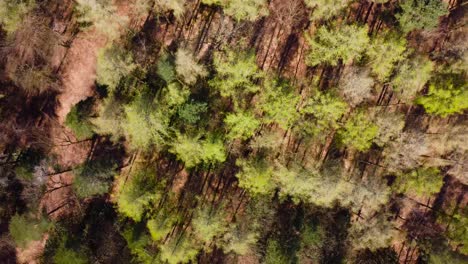 rotación de drones sobre bosque verde en inglaterra thetford norfolk