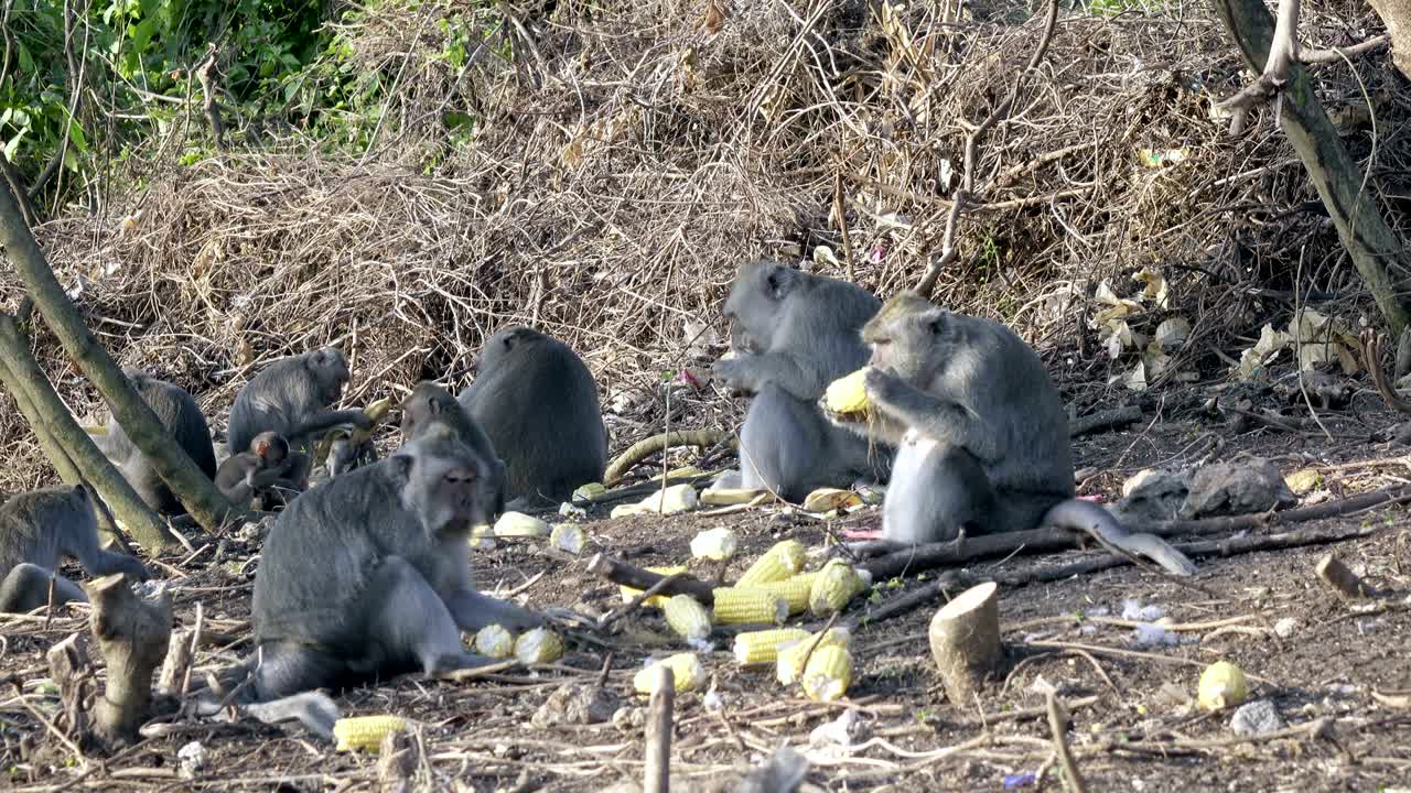 el macaco carnívoro, macaca fascicularis, también conocido como el macaco de cola larga