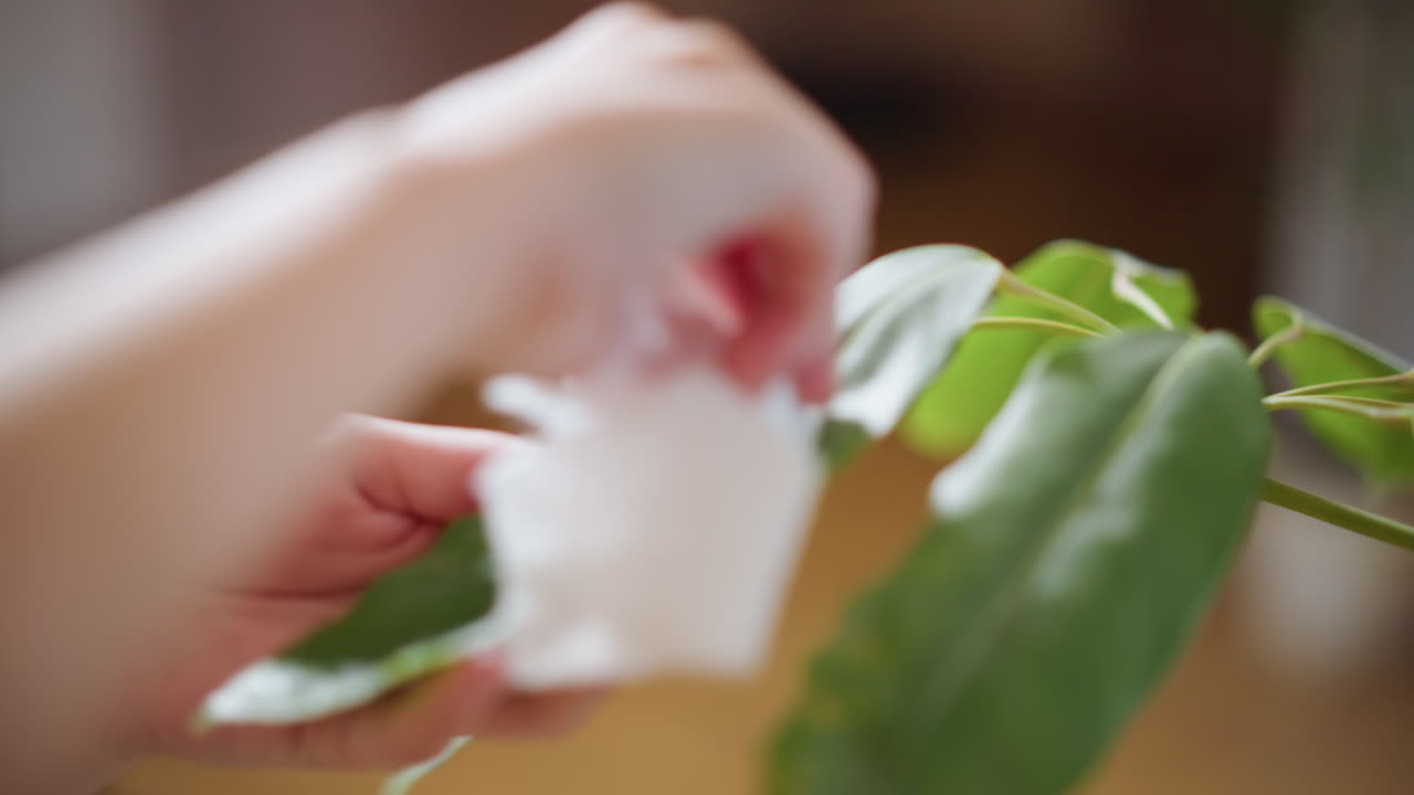 Close up of hands gently wiping green plant leaf with cloth, removing dust, caring for indoor foliage, maintaining cleanliness, promoting healthy growth, nurturing greenery, eco friendly sustainable home