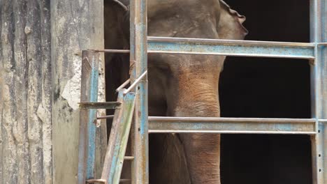 Single-elephant-looks-out-with-sadness-as-it-flaps-ears-staring-through-rusted-fence